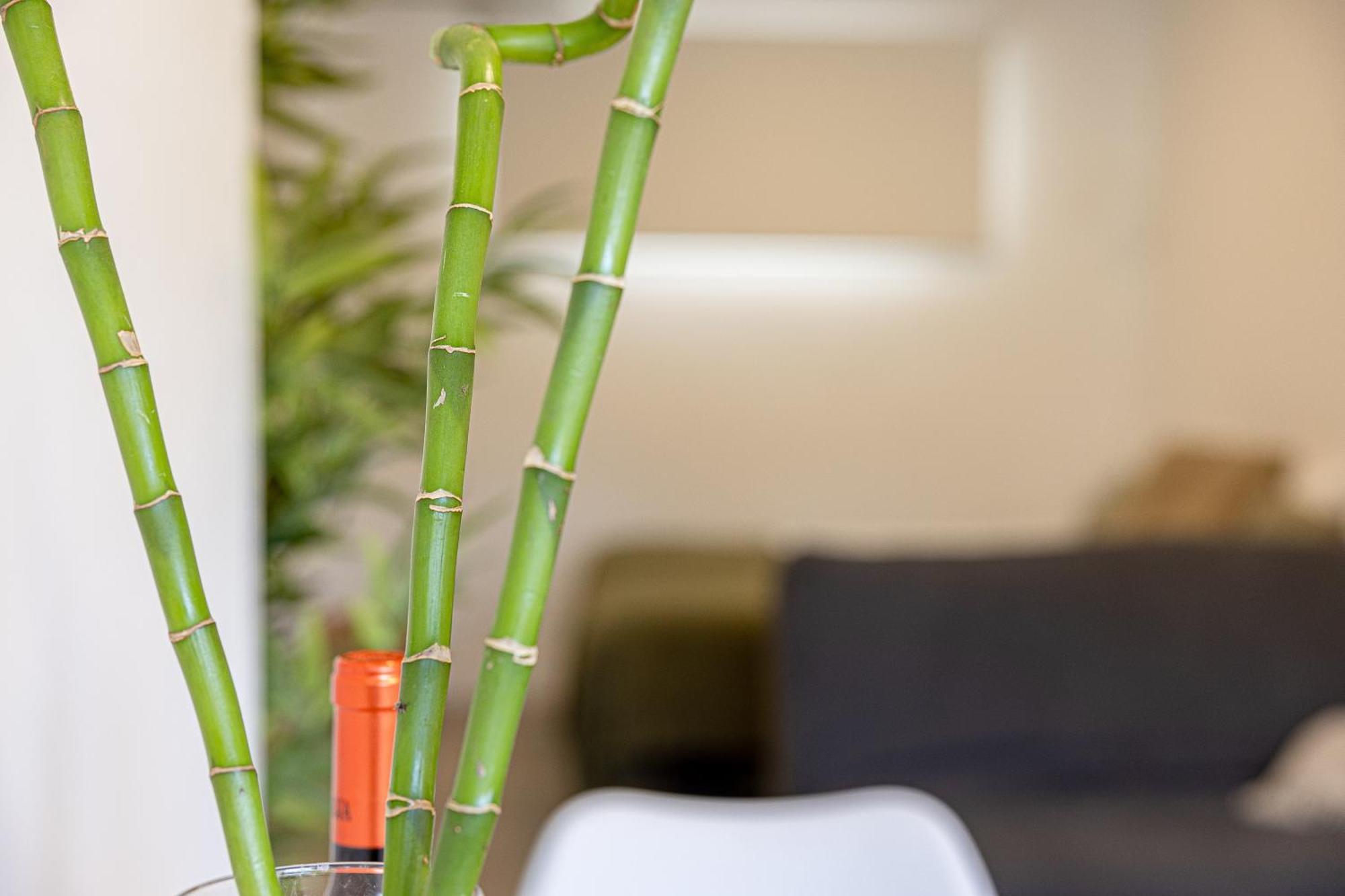 Bambu Vegueta Alquiler Por Apartment