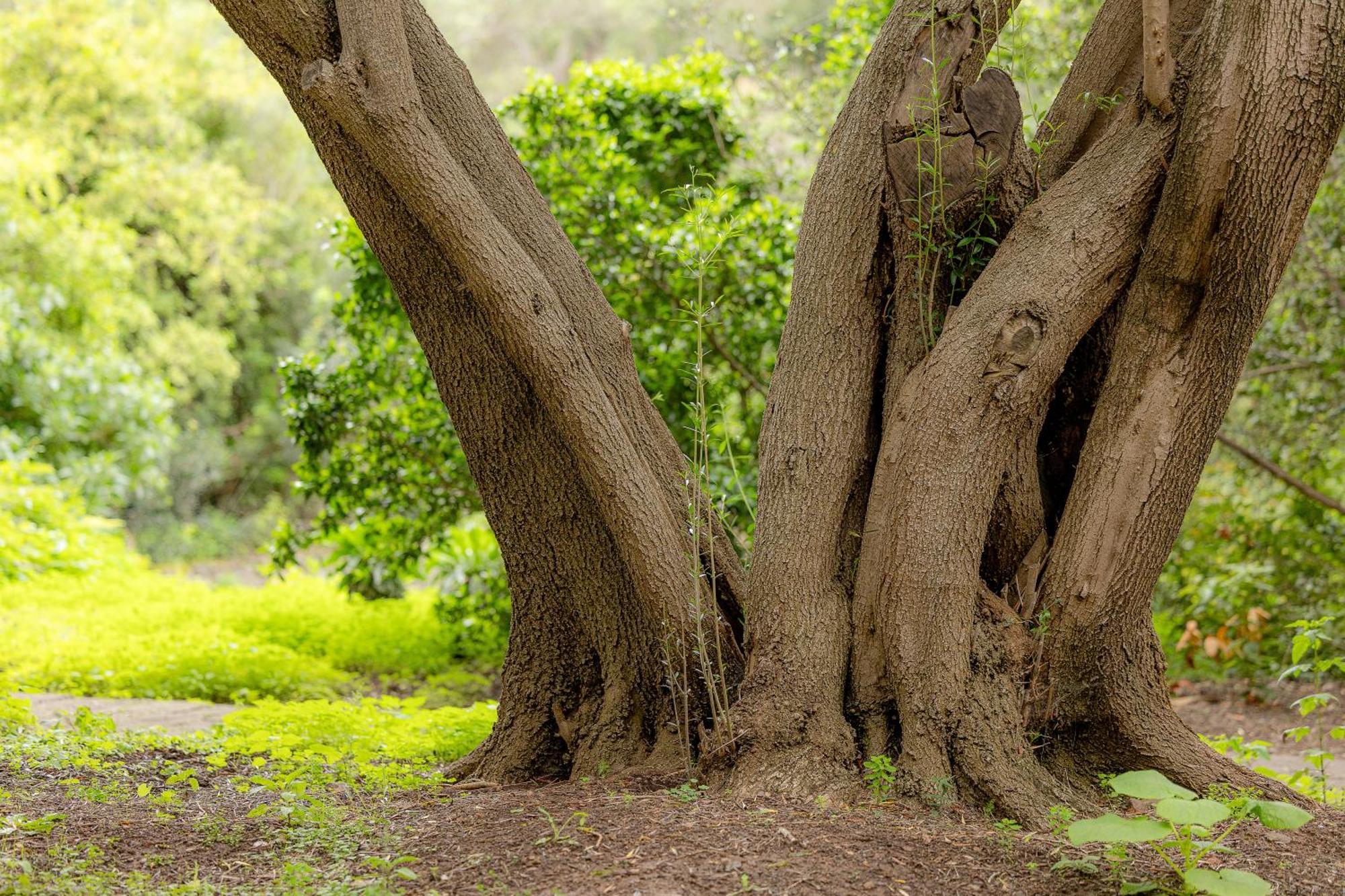 Bambu Vegueta Alquiler Por Las Palmas de Gran Canaria